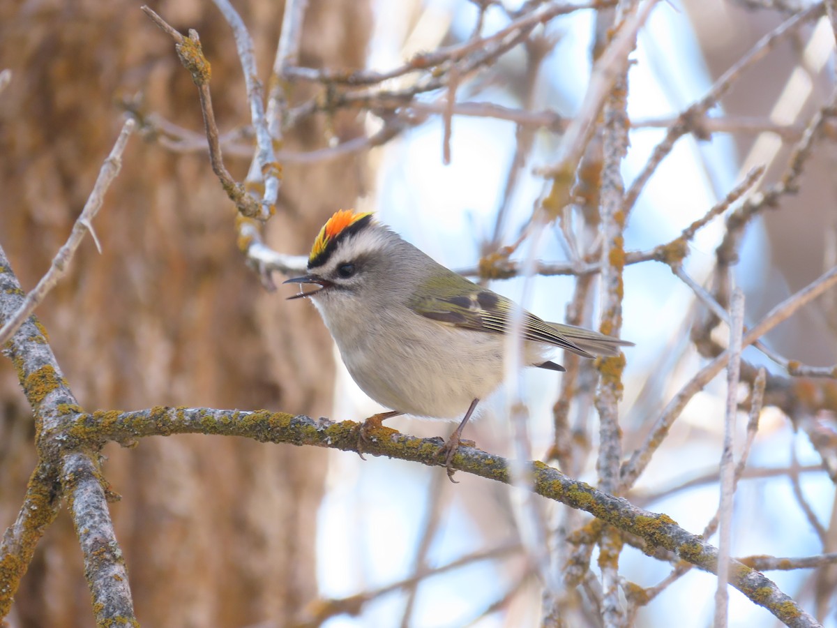 králíček zlatohlavý - ML650904085