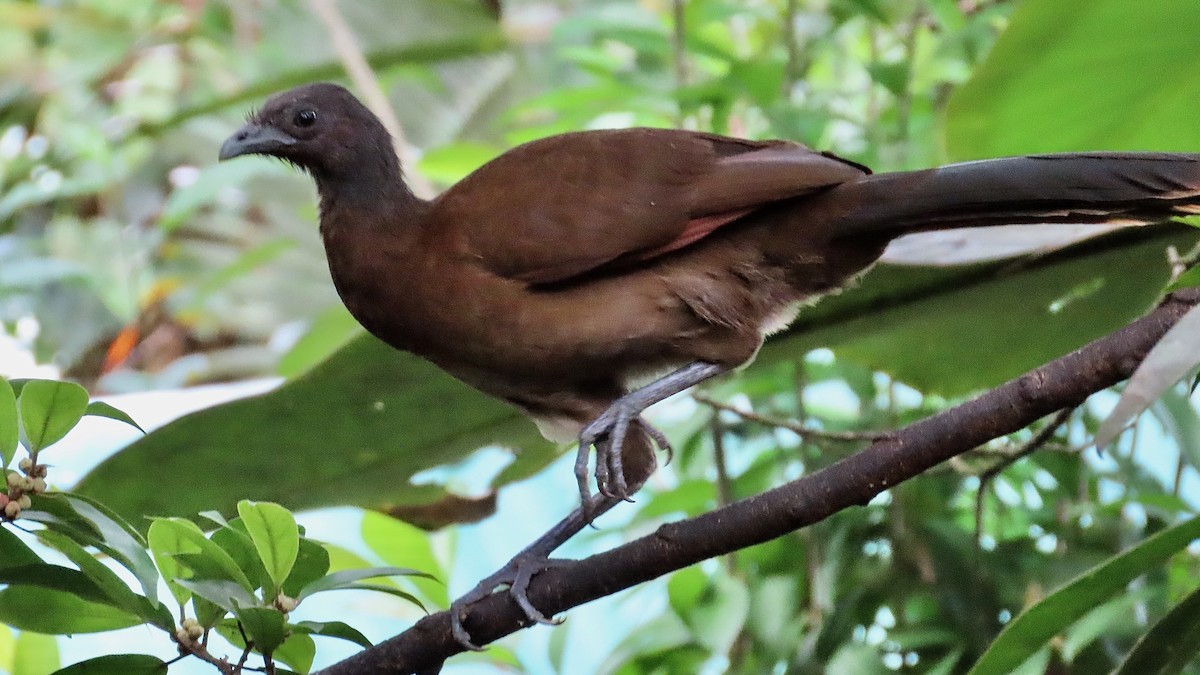 čačalaka šedohlavá - ML650904137