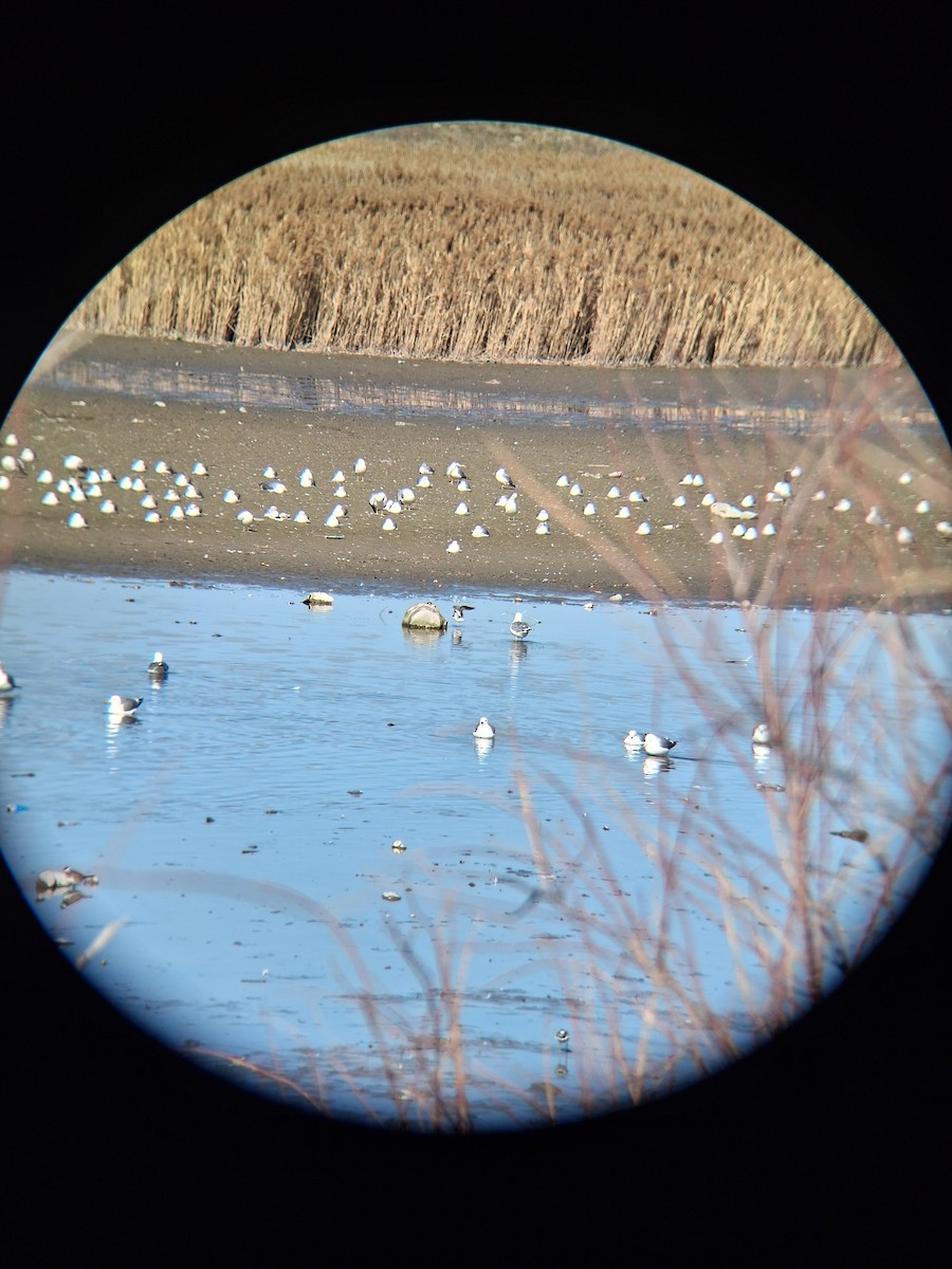 Greater Yellowlegs - ML650904631