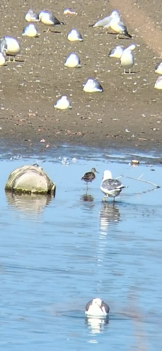 Greater Yellowlegs - ML650904644
