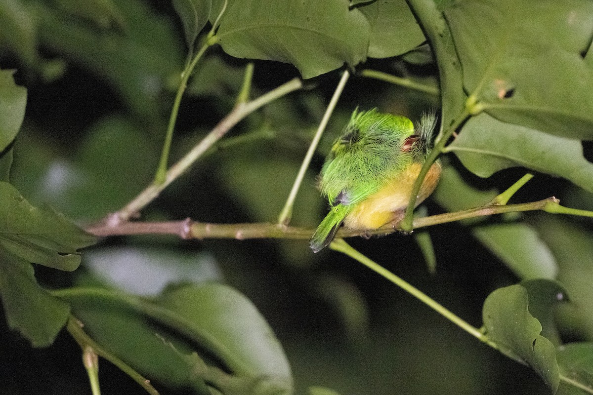 todi portorický - ML650904756