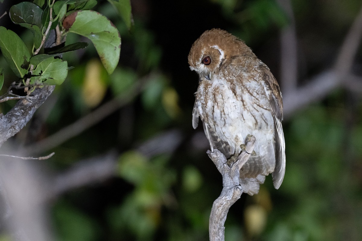 výreček antilský - ML650904758