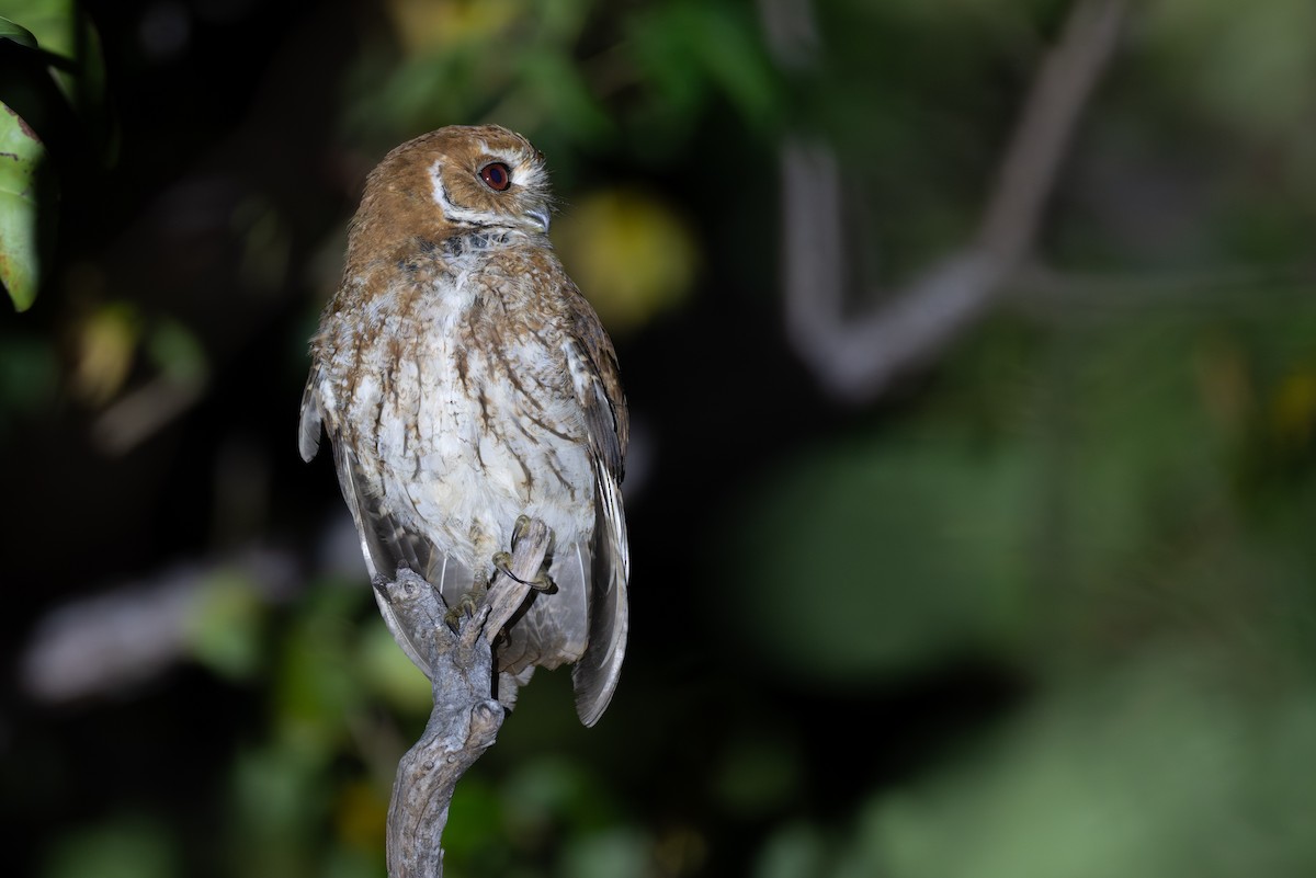 výreček antilský - ML650904762