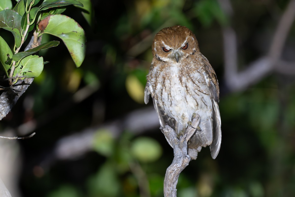 výreček antilský - ML650904792