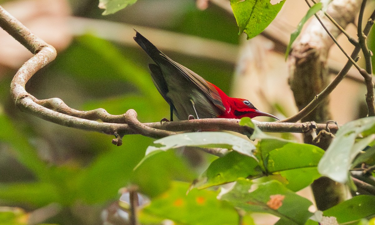 キゴシタイヨウチョウ（seheriae グループ） - ML650904993