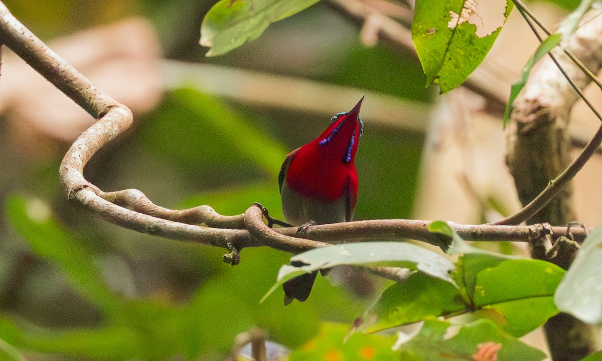 キゴシタイヨウチョウ（seheriae グループ） - ML650904994