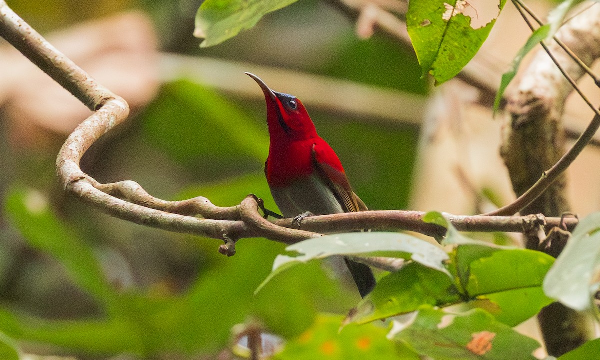 キゴシタイヨウチョウ（seheriae グループ） - ML650904995