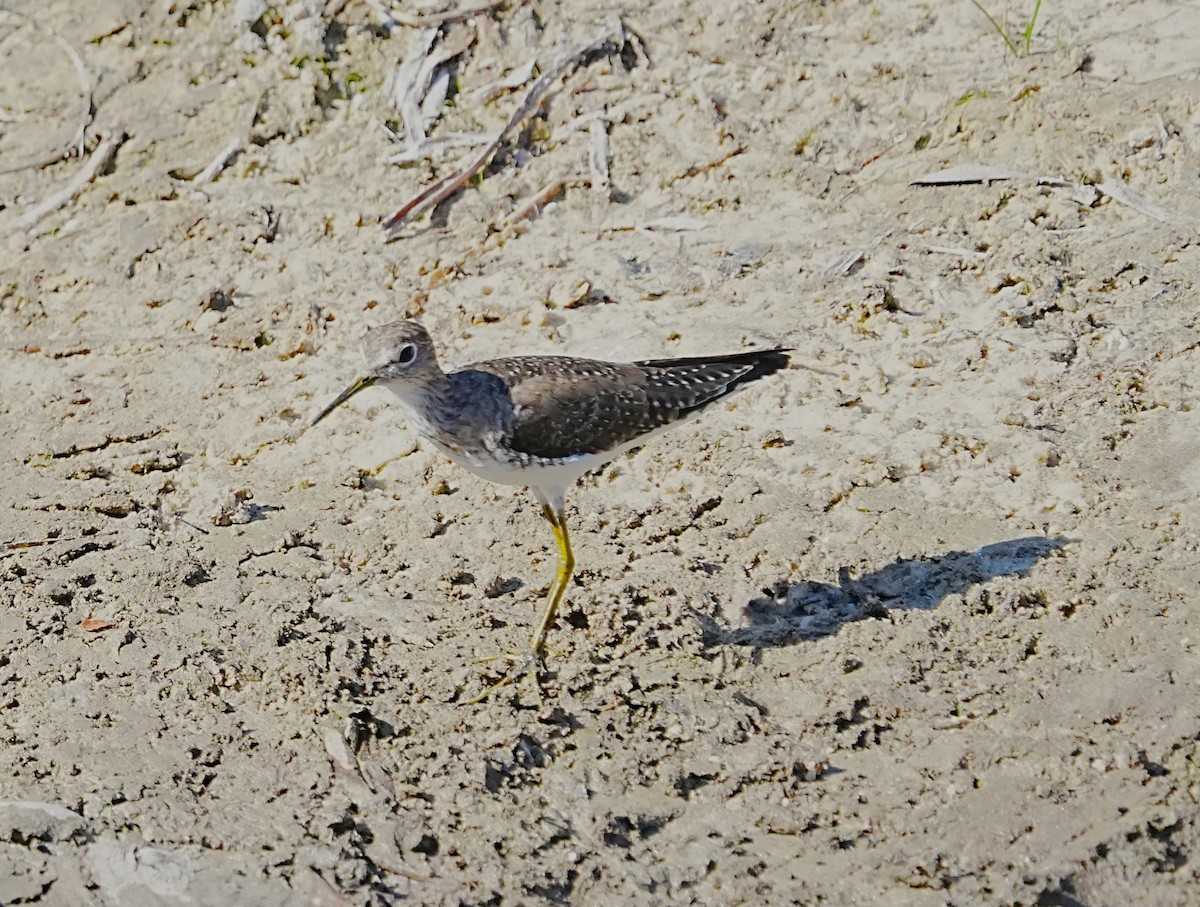 Solitary Sandpiper - ML650905032