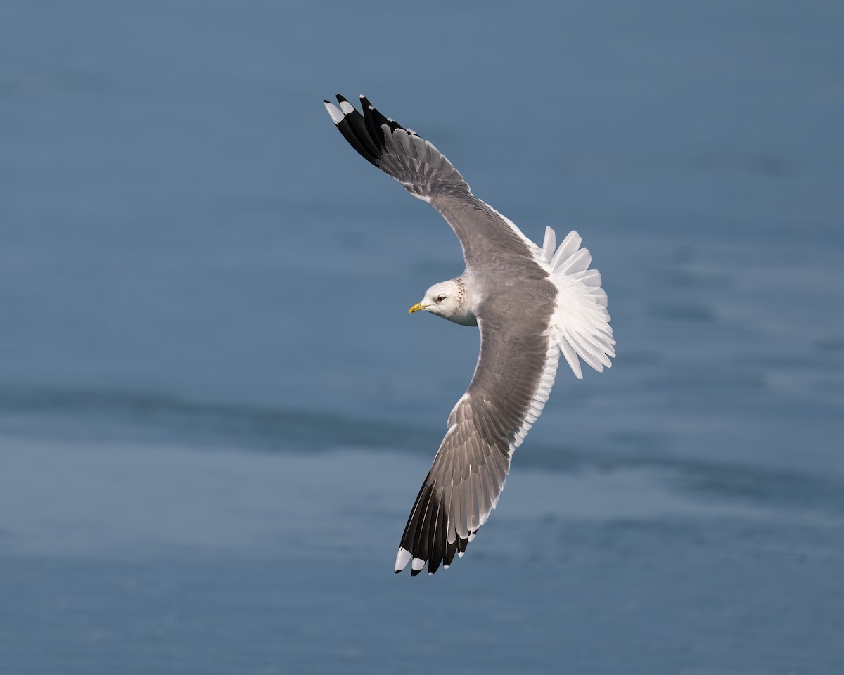 Common Gull (Russian) - eBird