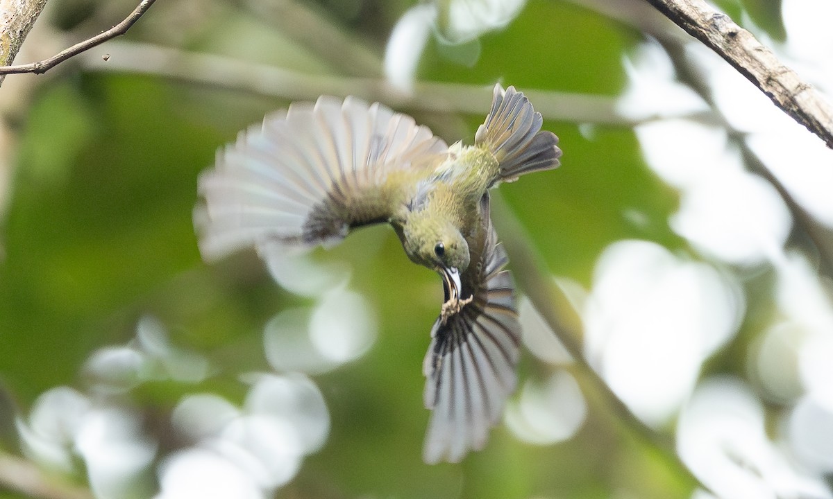 キゴシタイヨウチョウ（seheriae グループ） - ML650905553