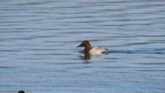 Canvasback - ML650905642