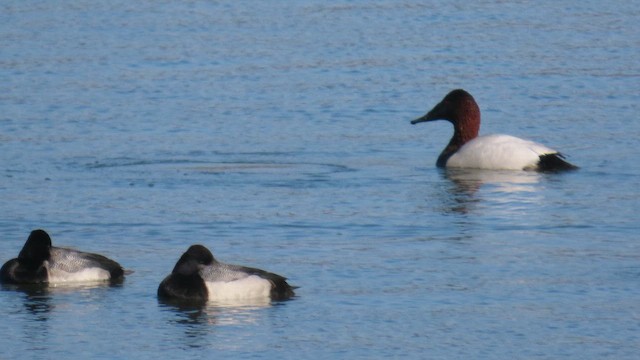 Canvasback - ML650905644