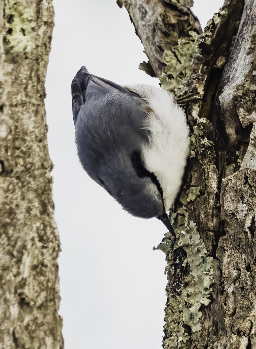 Eurasian Nuthatch (White-bellied) - ML650905717