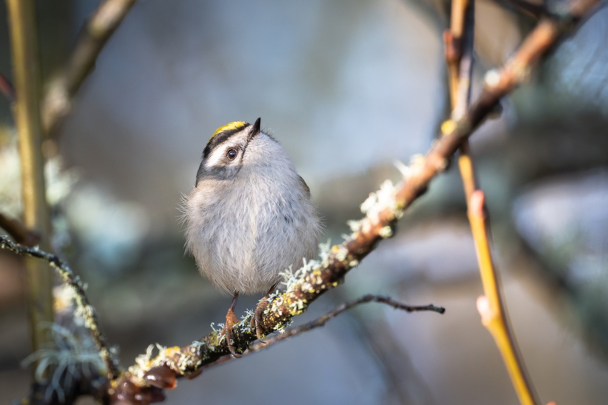 králíček zlatohlavý - ML650905944