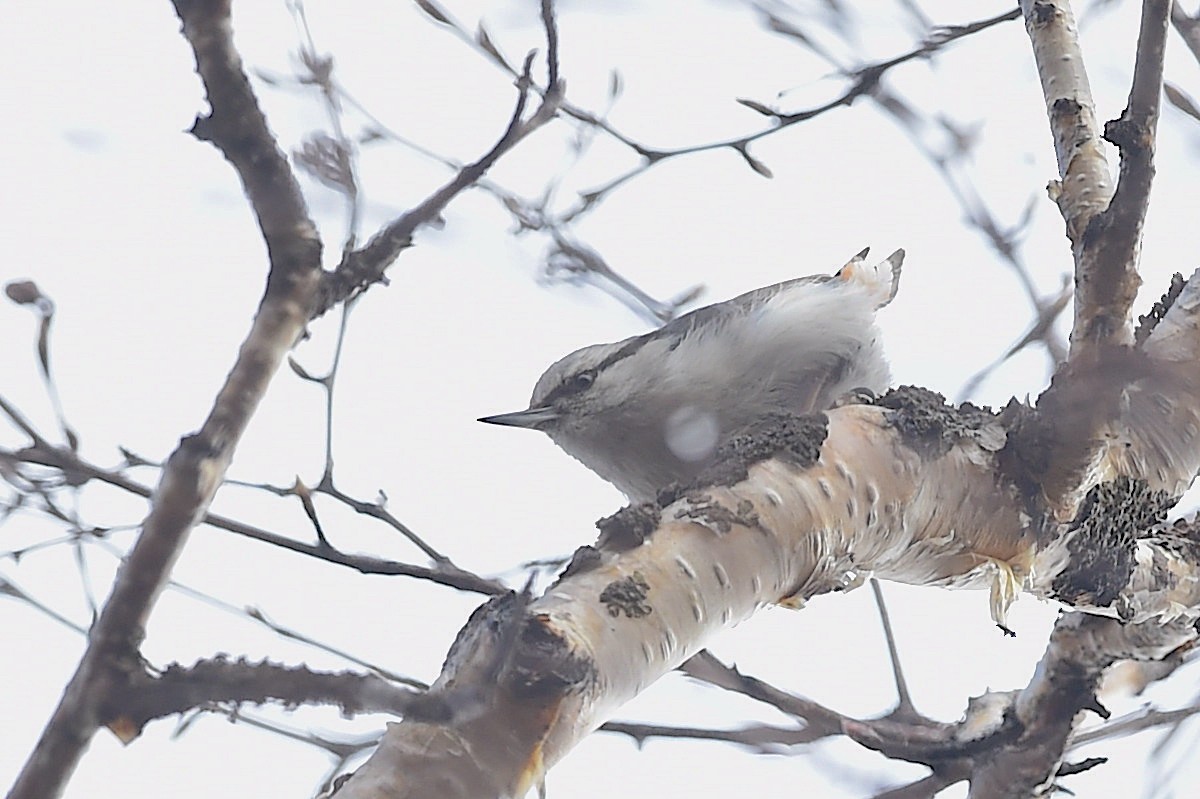 Eurasian Nuthatch (White-bellied) - ML650906068