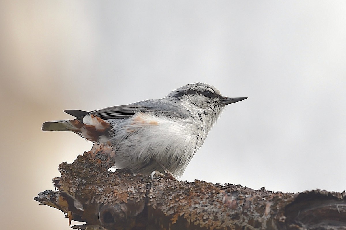 Eurasian Nuthatch (White-bellied) - ML650906069