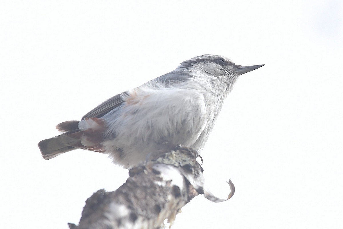 Eurasian Nuthatch (White-bellied) - ML650906070