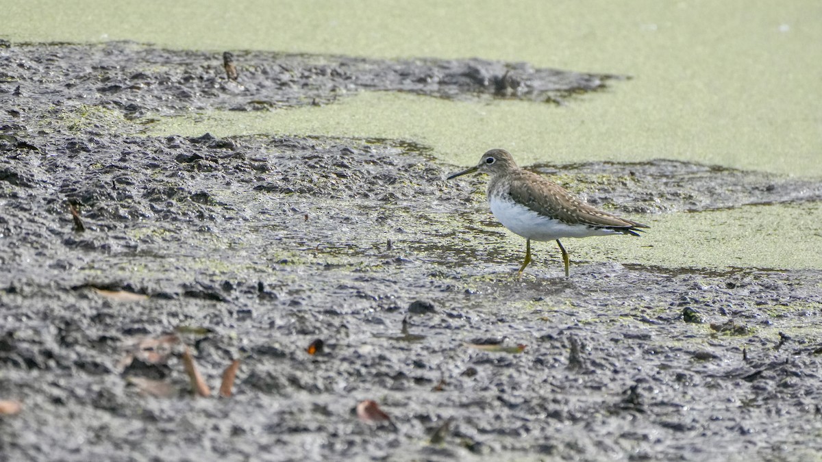 Solitary Sandpiper - ML650906258