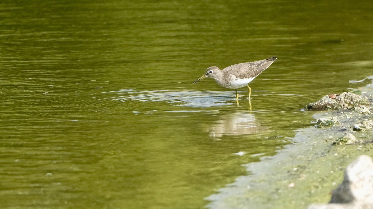 Solitary Sandpiper - ML650906274