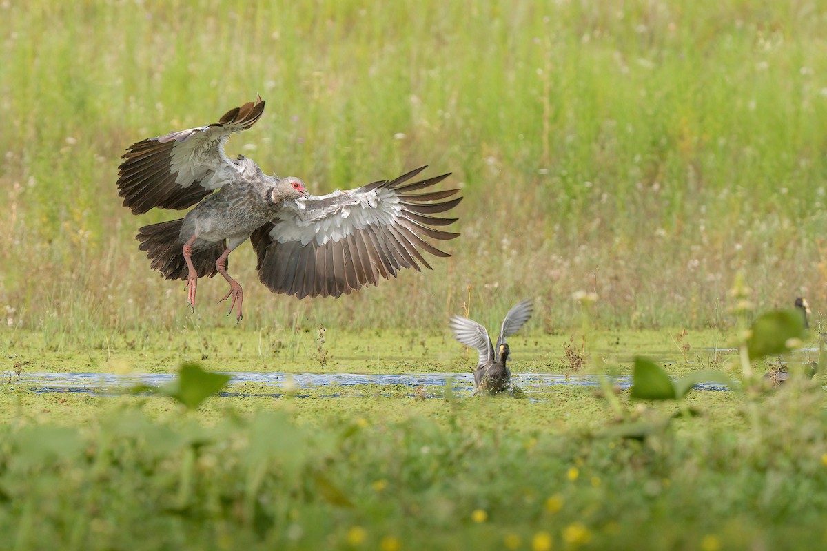 Southern Screamer - ML650906325