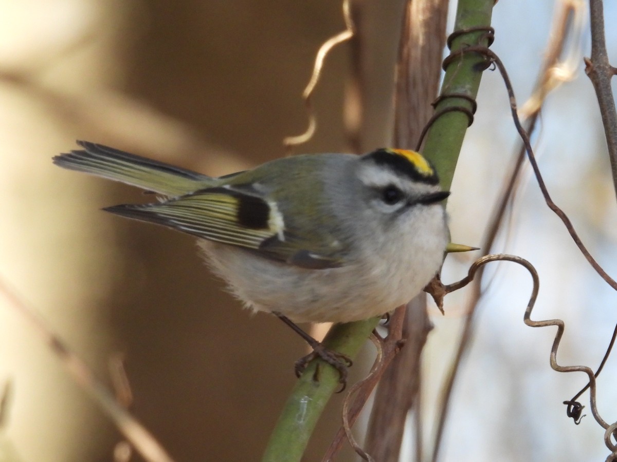 králíček zlatohlavý - ML650906400