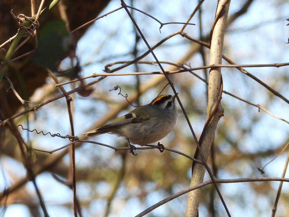 králíček zlatohlavý - ML650906413