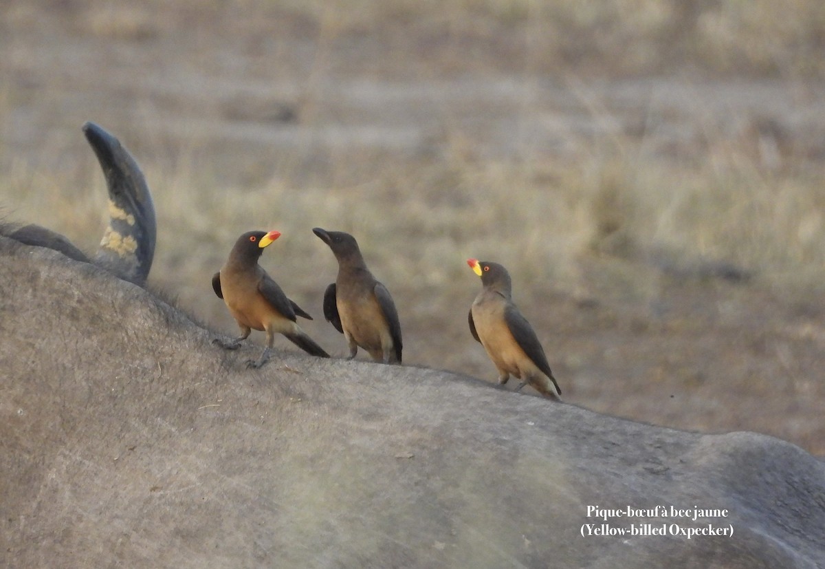 Yellow-billed Oxpecker - ML650906503