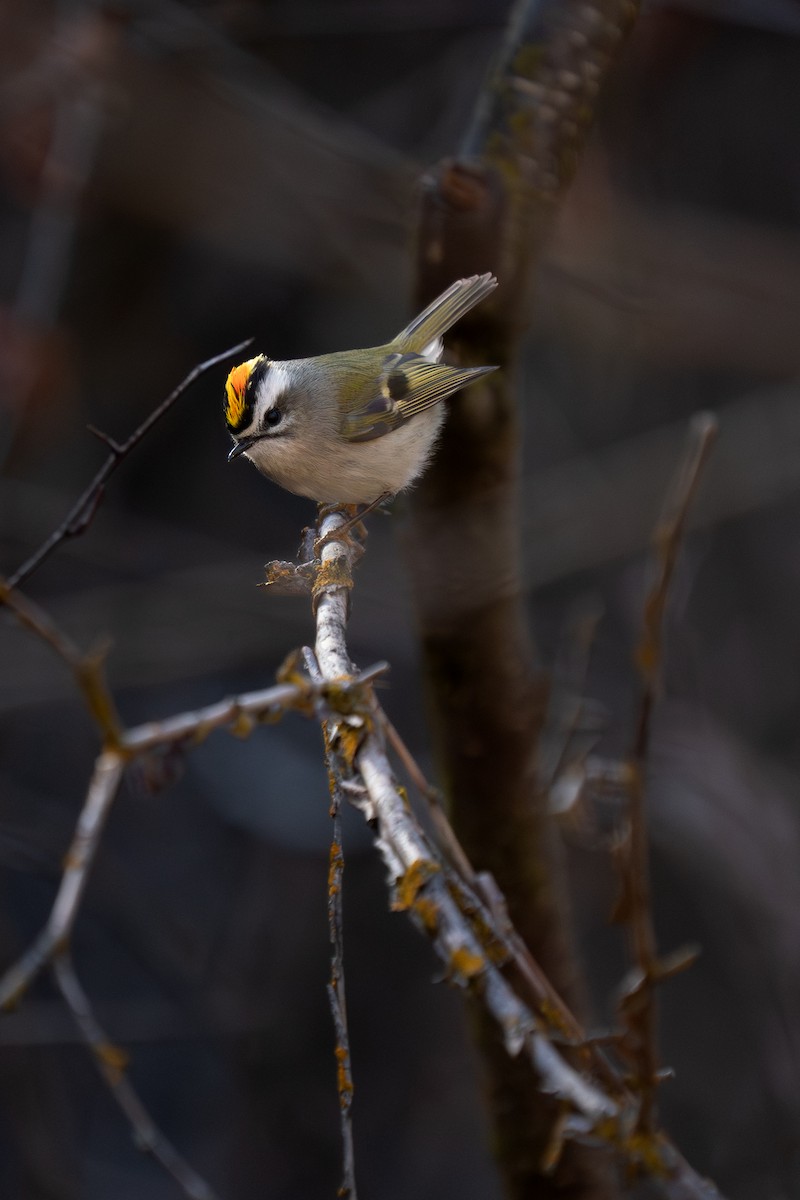 králíček zlatohlavý - ML650906570