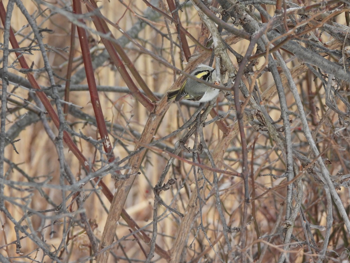 králíček zlatohlavý - ML650907441