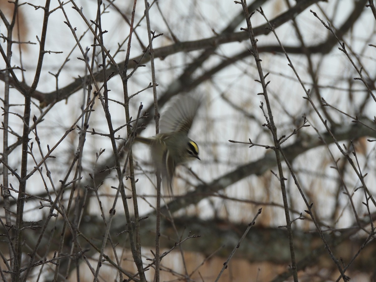 králíček zlatohlavý - ML650907446