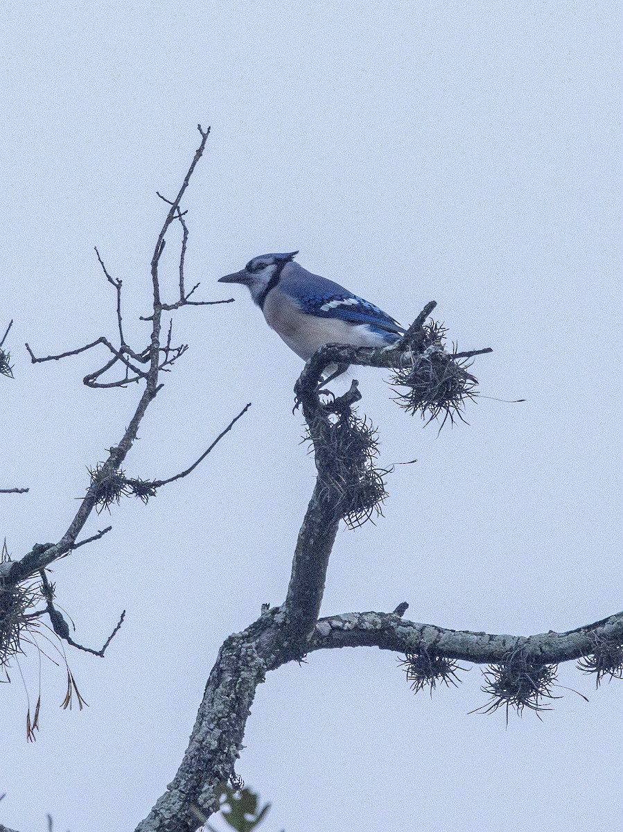 Media Search - Macaulay Library and eBird