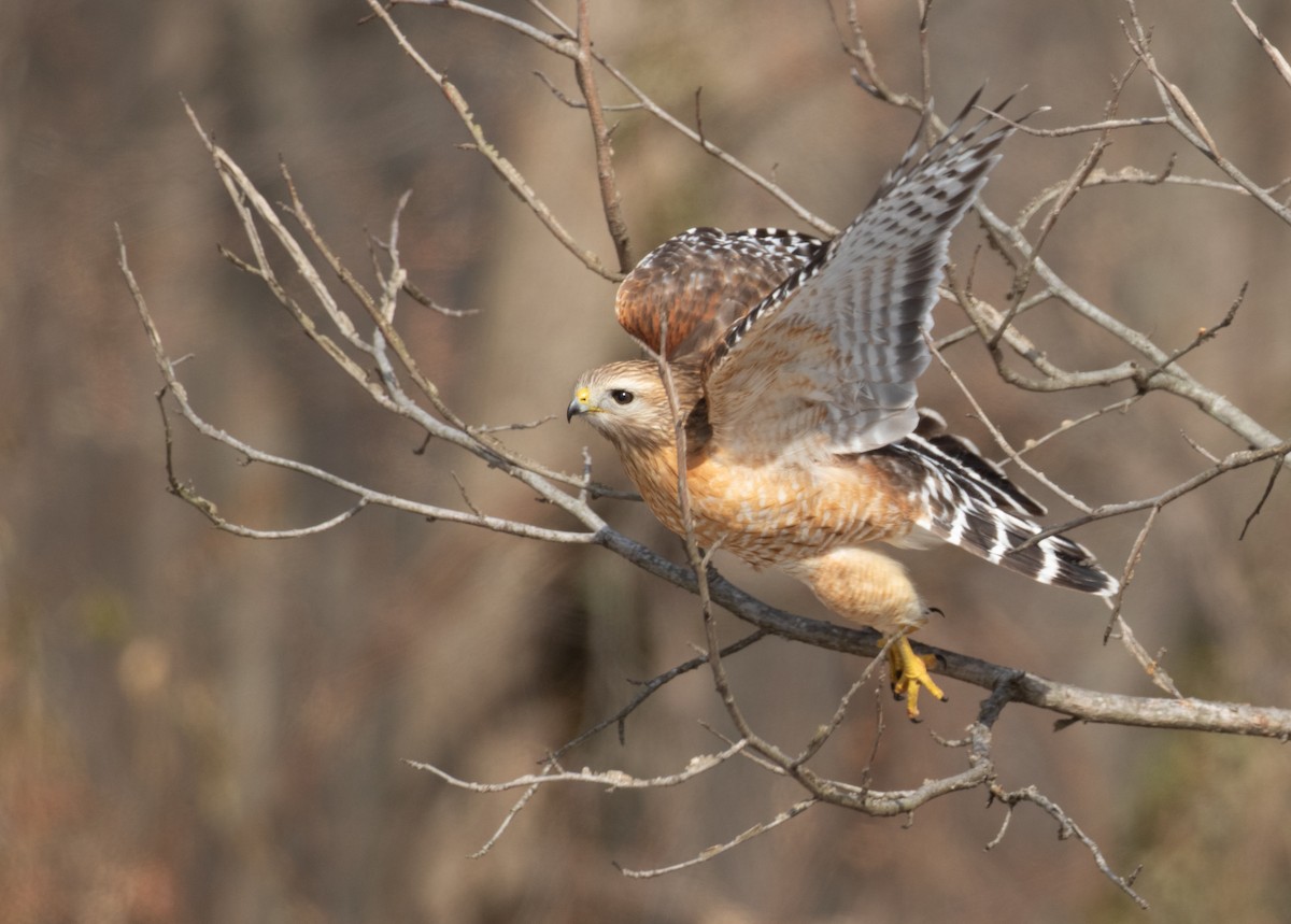 Red-shouldered Hawk - ML650908016