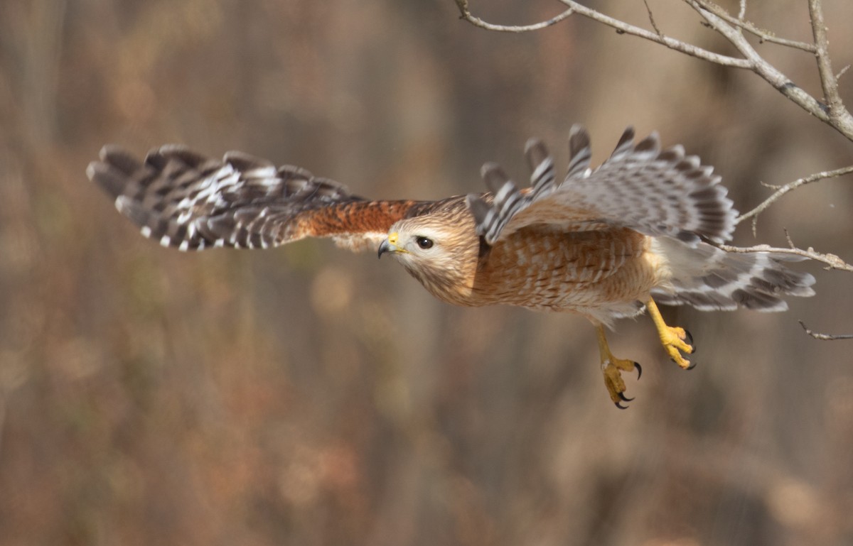 Red-shouldered Hawk - ML650908036