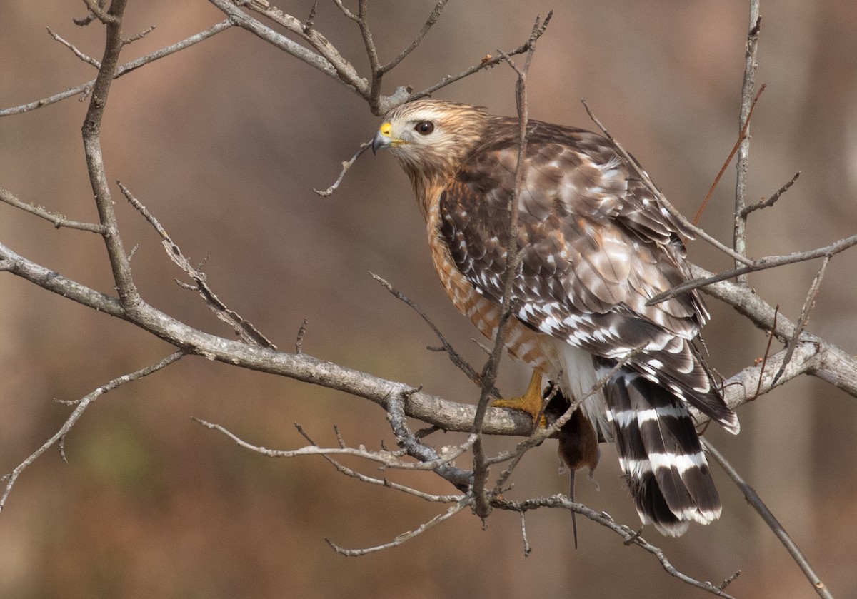Red-shouldered Hawk - ML650908091