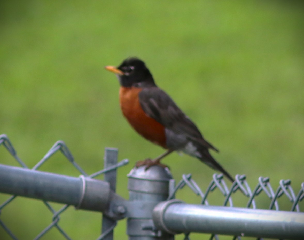 Wanderdrossel - ML650908762