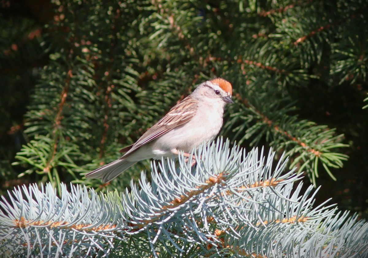 Schwirrammer - ML650908776