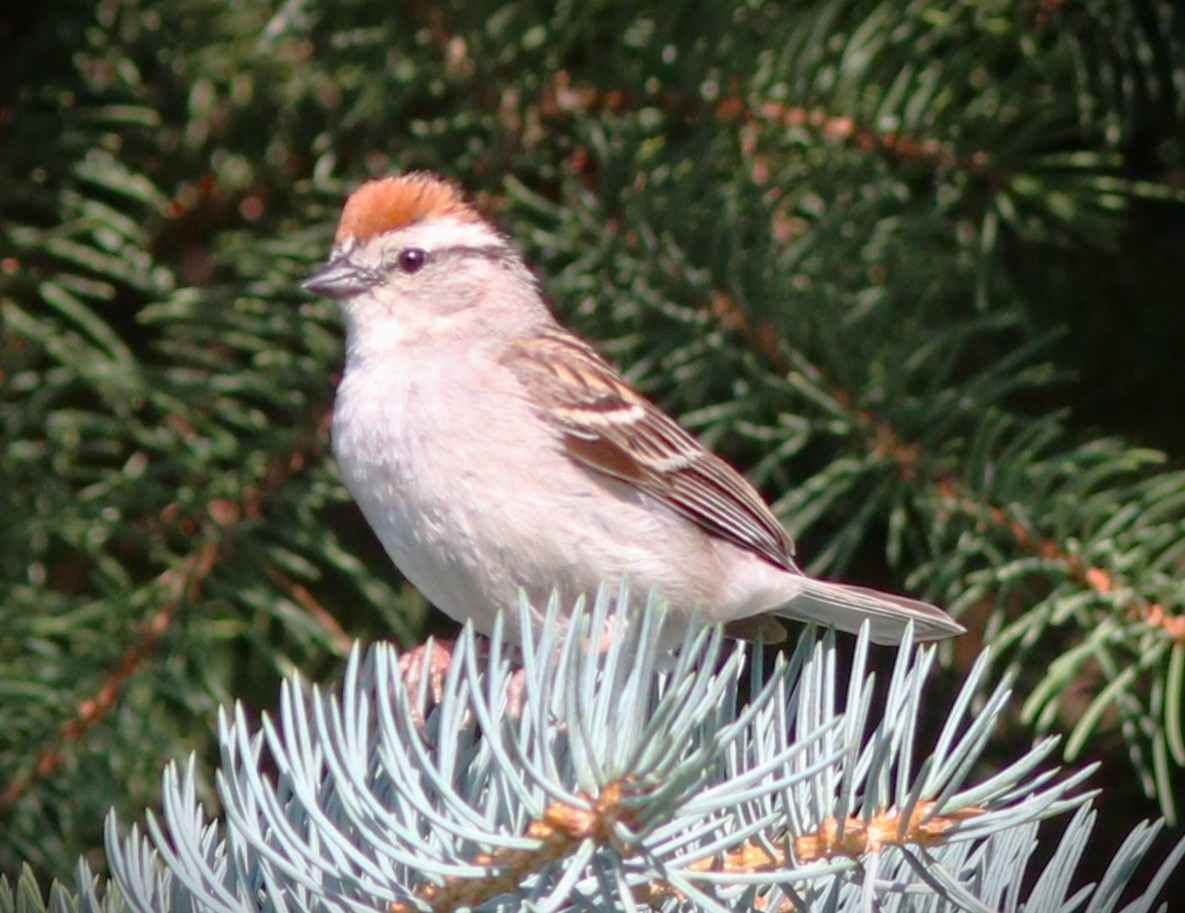 Schwirrammer - ML650908786