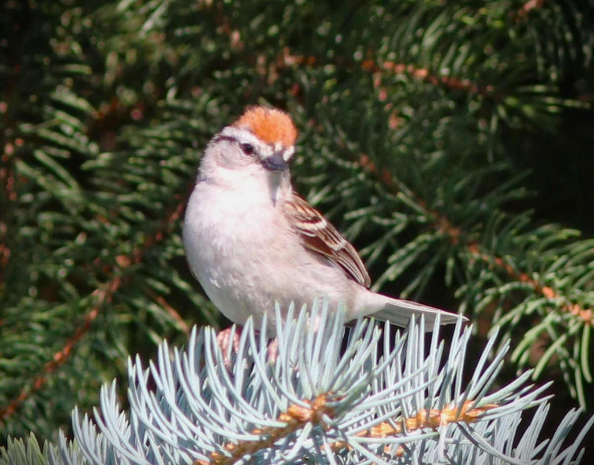 Schwirrammer - ML650908794