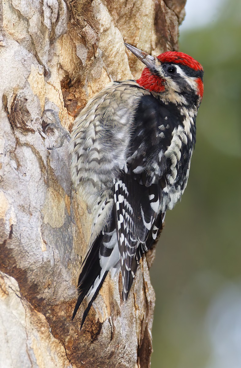 Red-naped Sapsucker - ML650908806