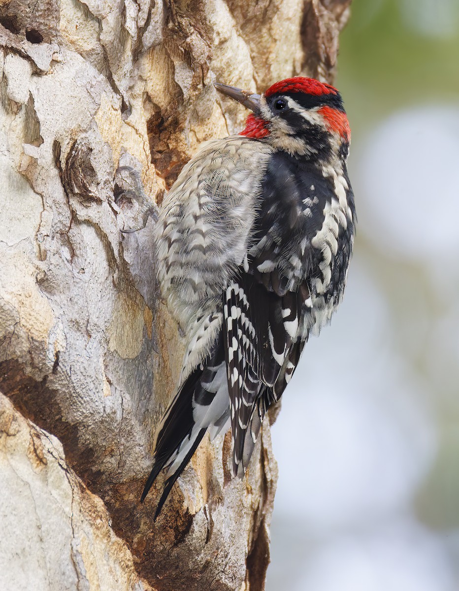 Red-naped Sapsucker - ML650908807