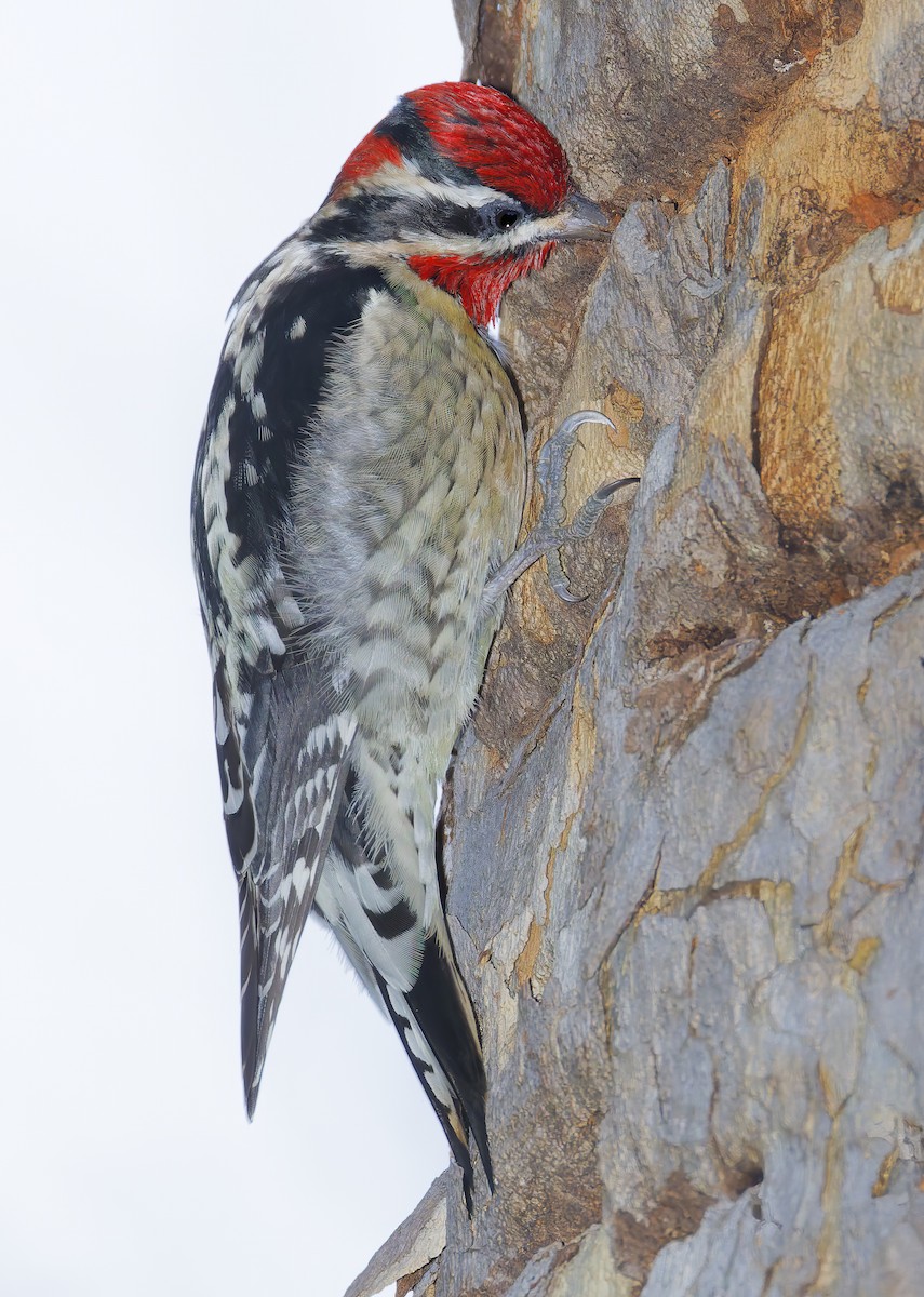Red-naped Sapsucker - ML650908808