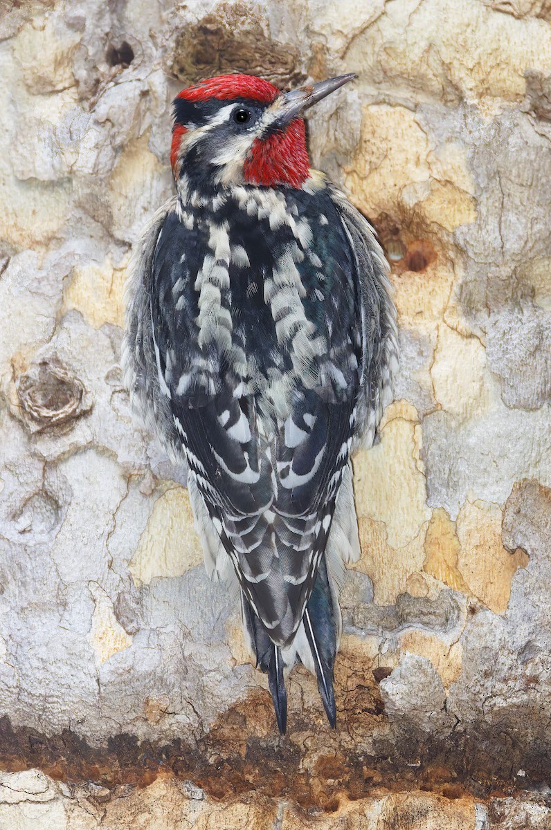 Red-naped Sapsucker - ML650908809