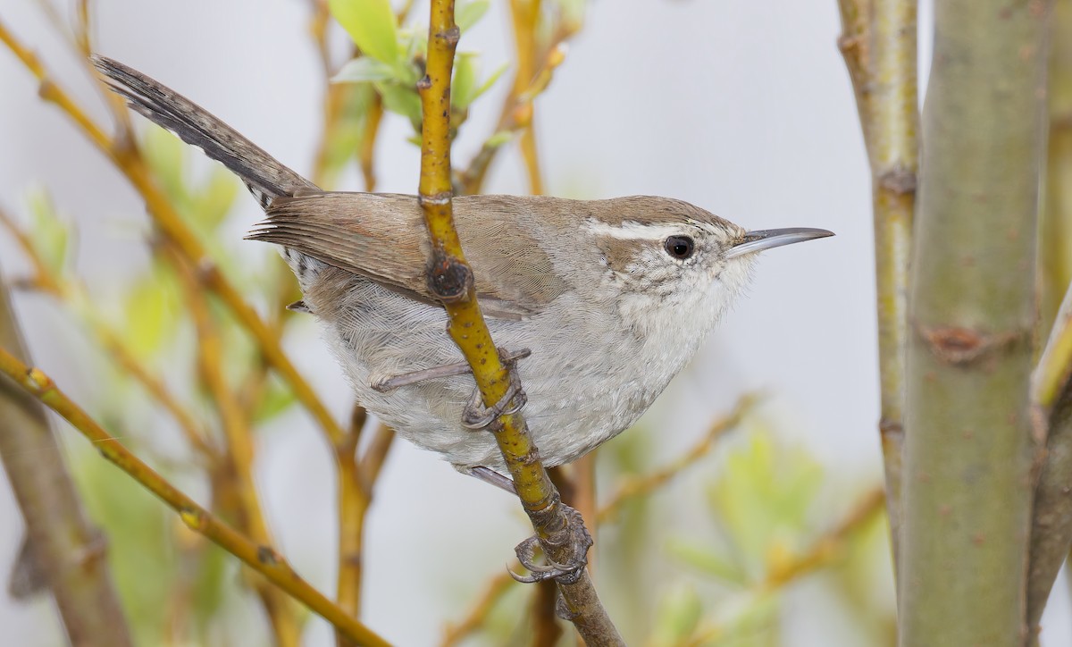 Bewick's Wren - ML650908865