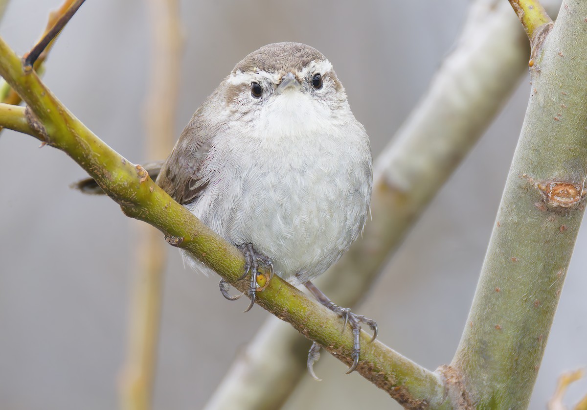 Bewick's Wren - ML650908866