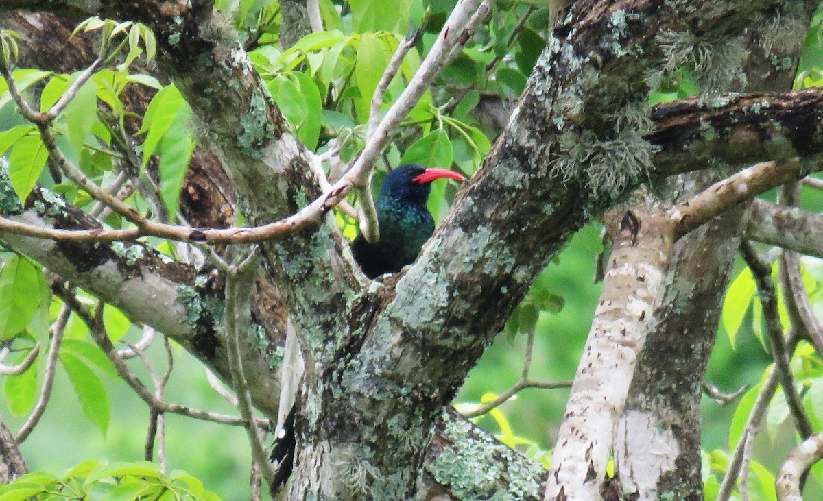 Green Woodhoopoe - ML650908878