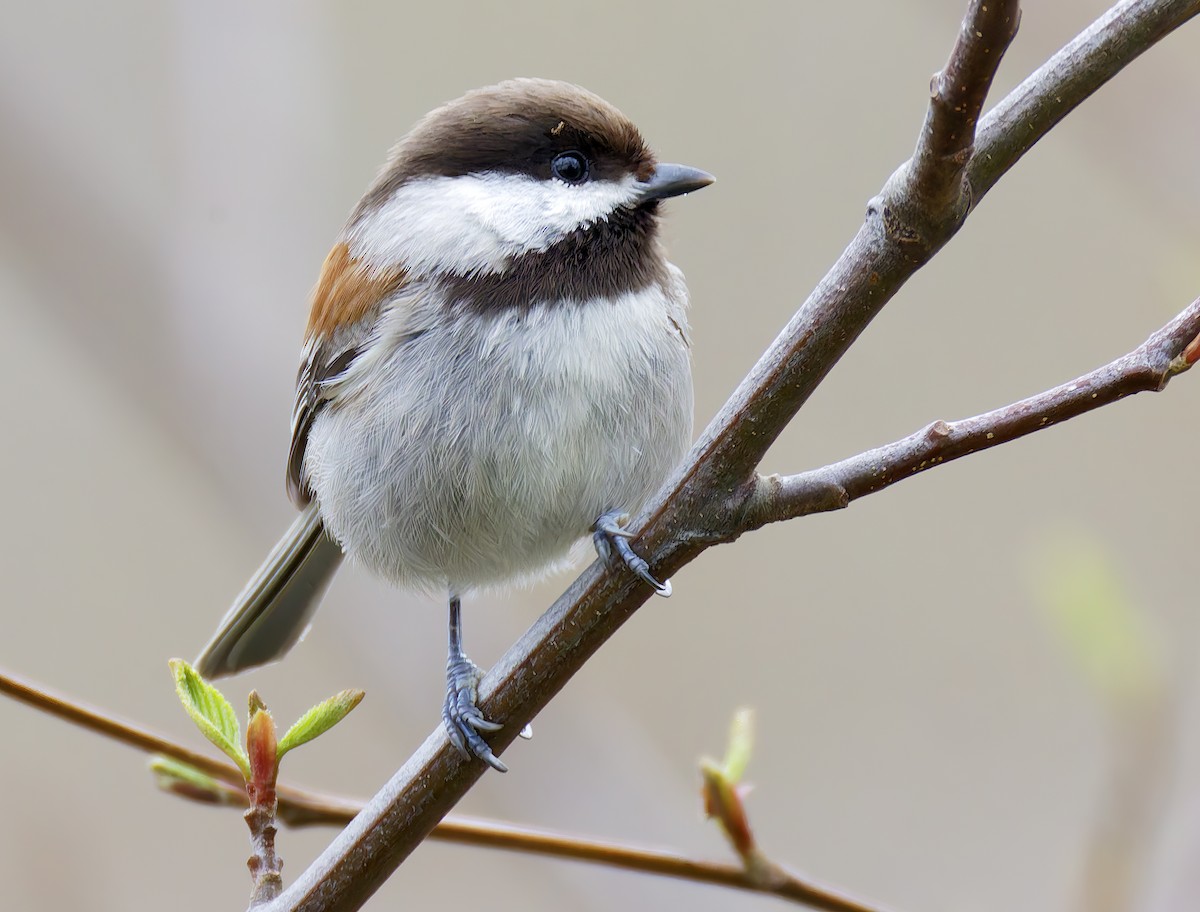 Chestnut-backed Chickadee - ML650908880