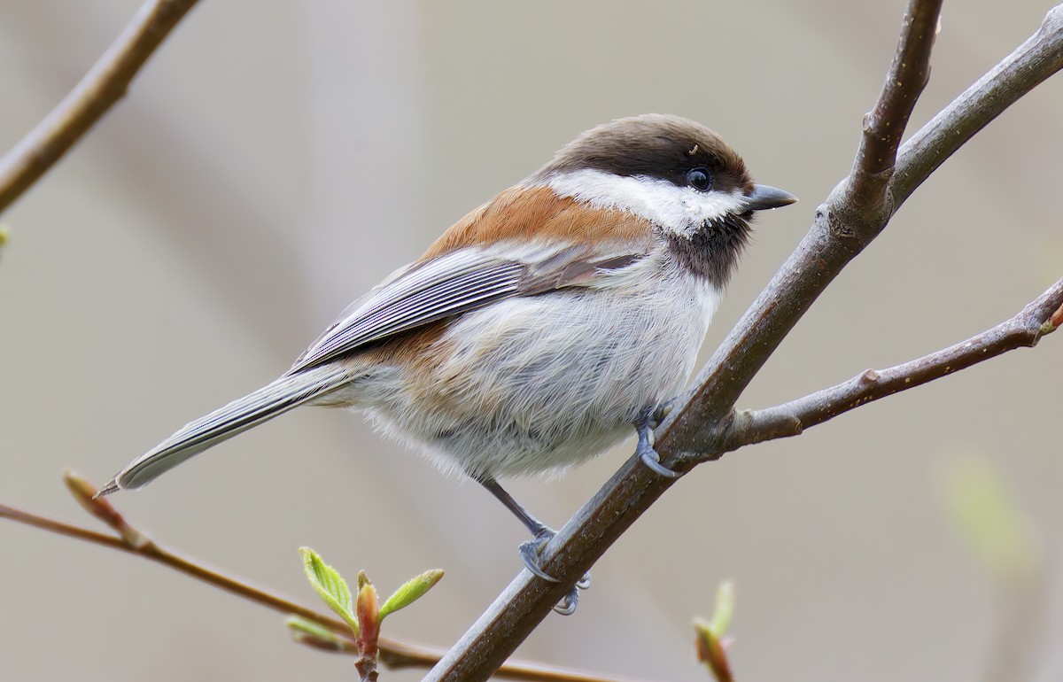 Chestnut-backed Chickadee - ML650908881