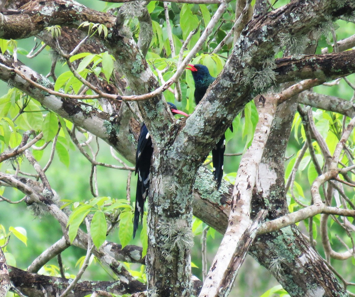 Green Woodhoopoe - ML650908951