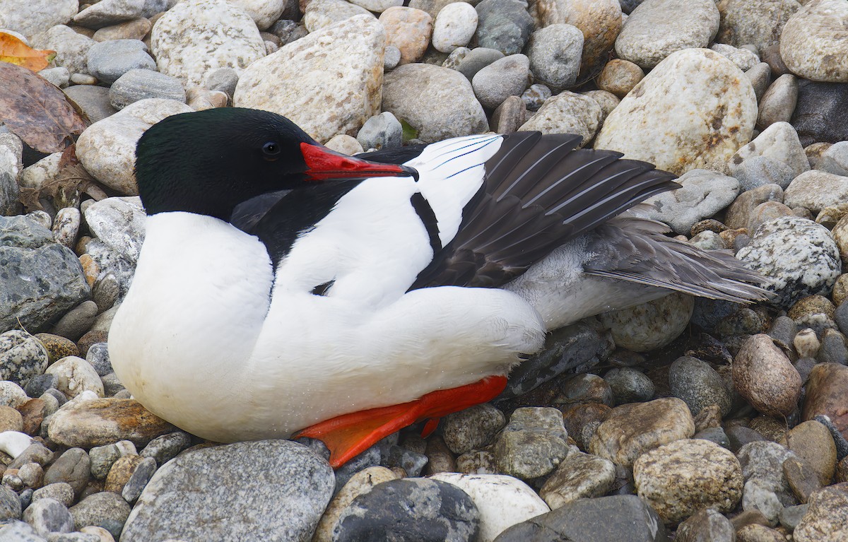 川秋沙 - ML650908986