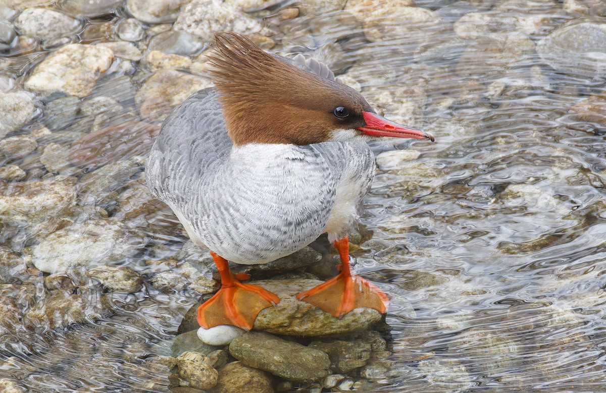 川秋沙 - ML650908987